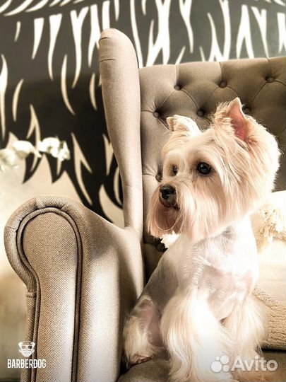 Груминг салон