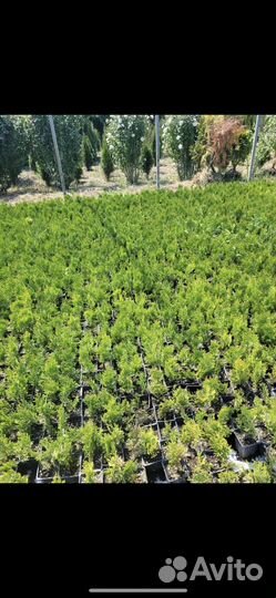 Туя смарагд p9