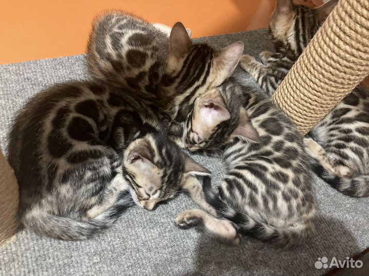 Бенгальские котята