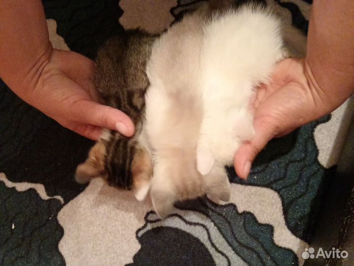 Кошка в дар бесплатно