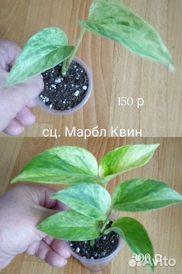 Сциндапсусы, эпипремнумы