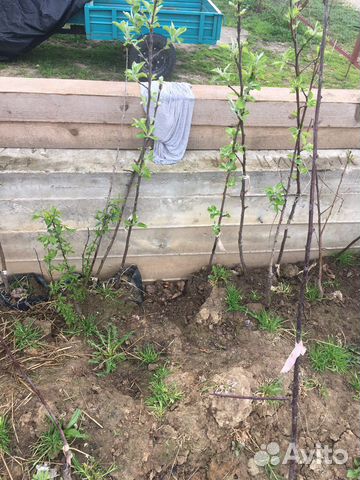 Саженцы плодовых деревьев