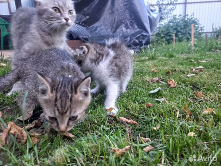 Котята от веслоухой кошки