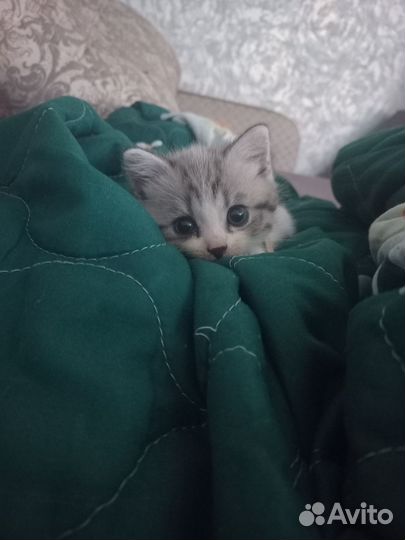 Кошка в дар бесплатно