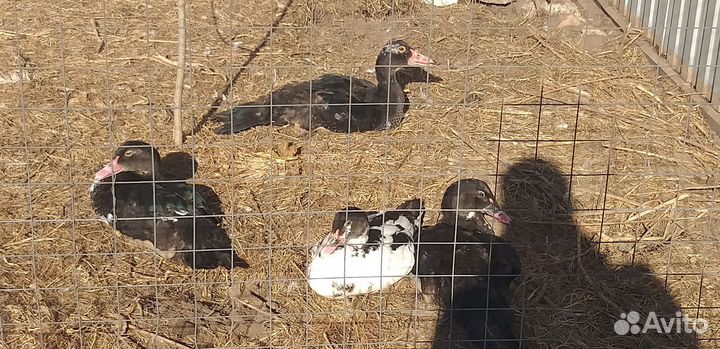 Мускусные утки тяжелой линии