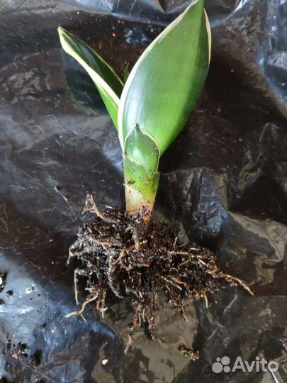 Сансевиерия ханни