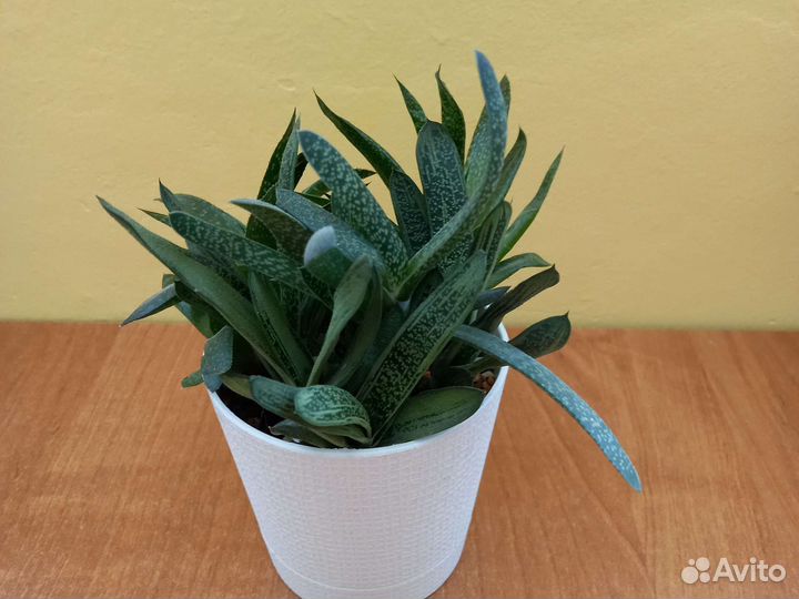 Суккуленты