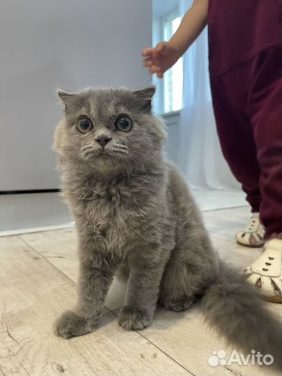 Котенок 4 мес британской кошки, девочка