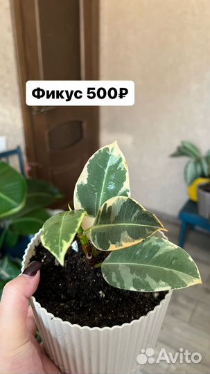 Комнатные растения цветы