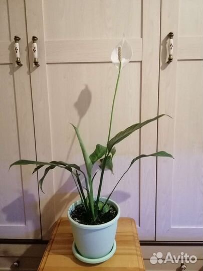 Спатифиллум Верди (Женское счастье) 70 см