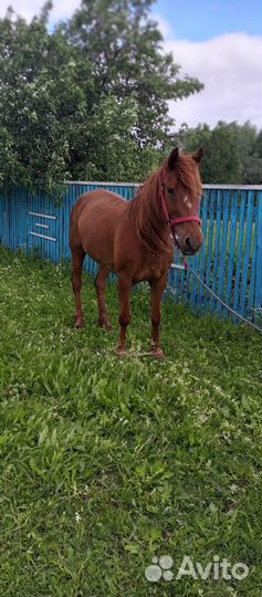 Домашние животные