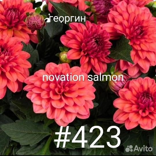 Георгины вегетативные