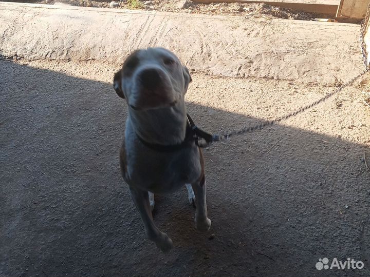 Стафф терьера ище невеста