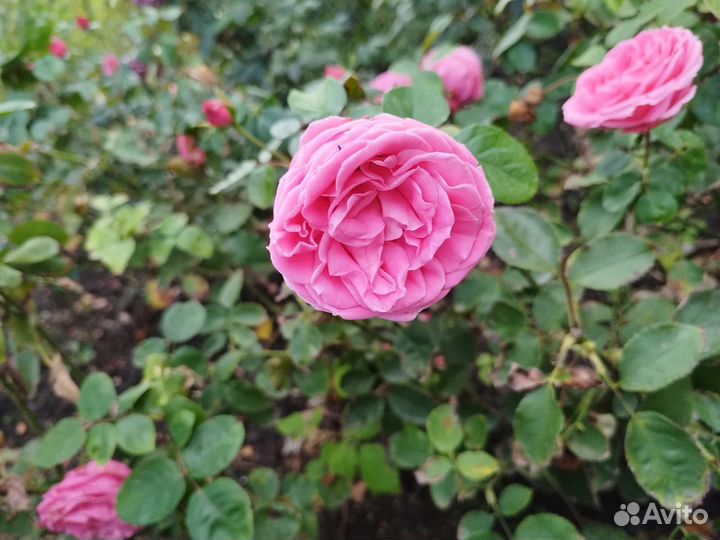 Саженцы роз