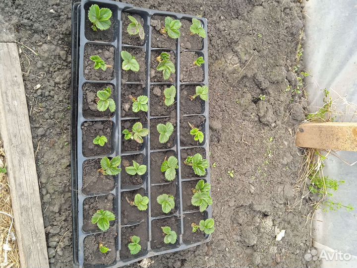 Ремонтантная клубника, 