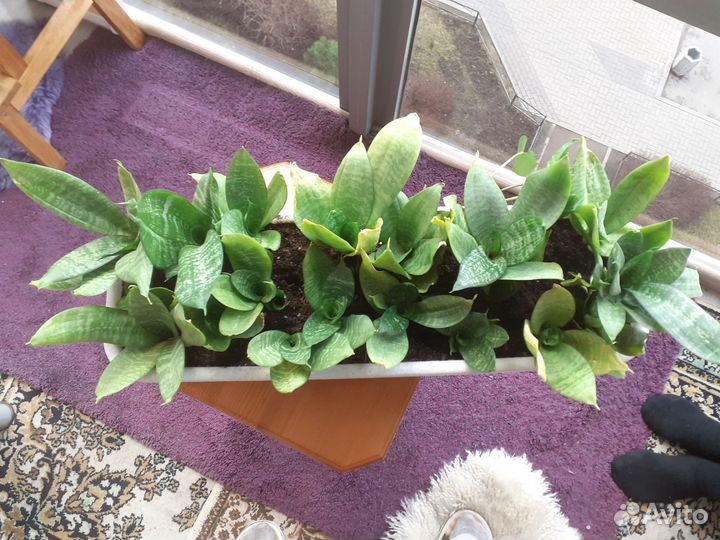 Цветы комнатные/уличные: Сансивиерия,Безвременник