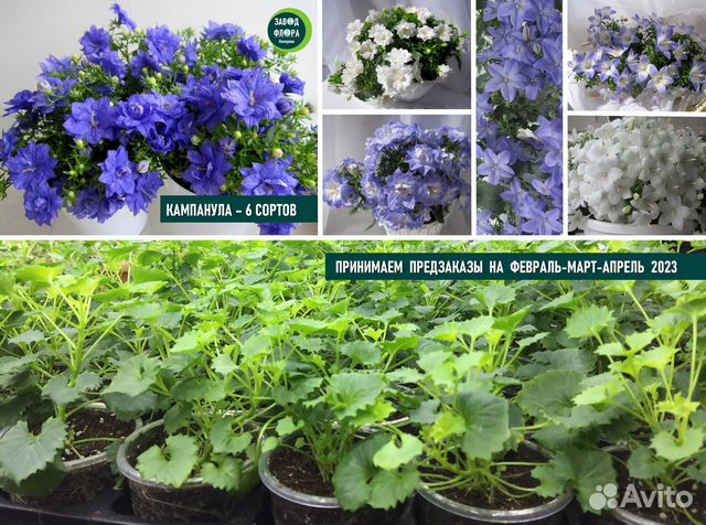 Кампанула 6 сортов (ук.черенки 0,1л)