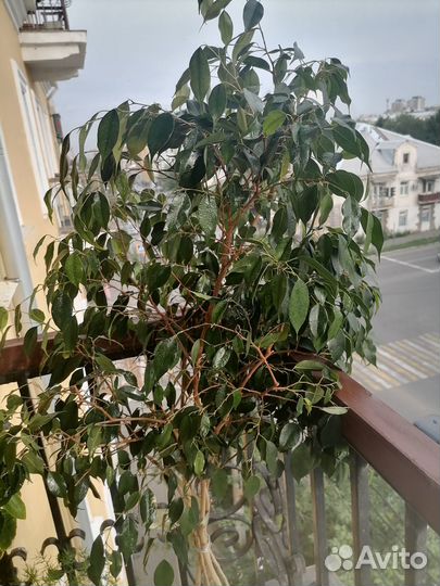 Взрослое декоративное растение домой или в офис