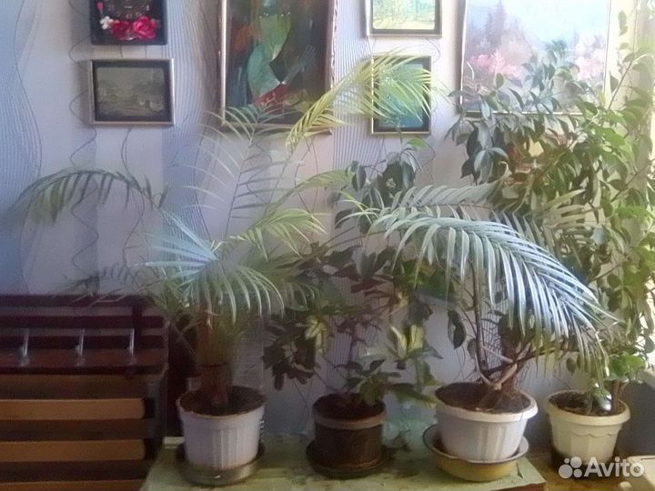 Комнатные цветы