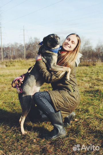 Собака в добрые руки