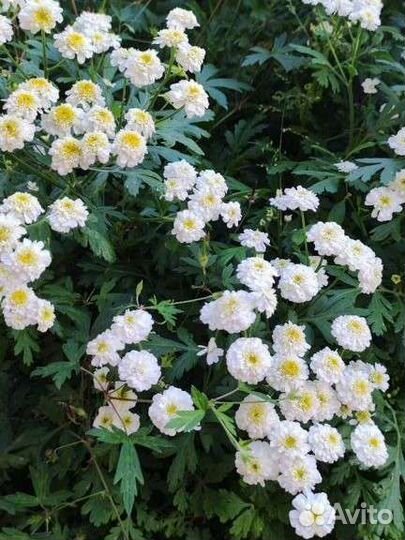 Садовые многолетники. Хризантема, лилейник, флоксы