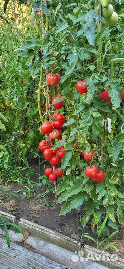 Помидорки домашние