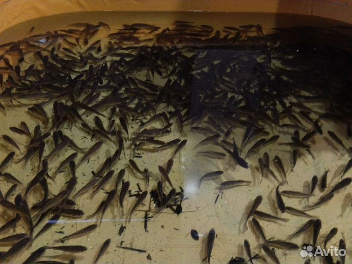 Живец для рыбалки