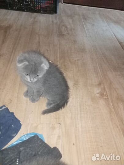Серый вислоухий котенок