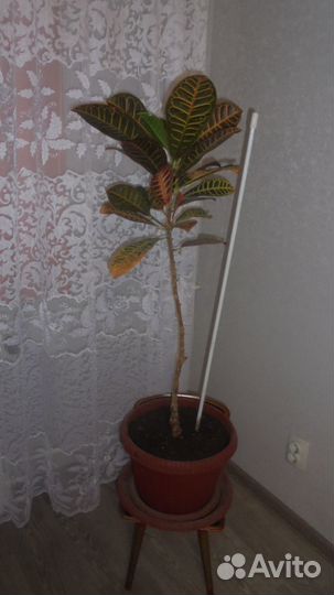 Комнатные растения цветы