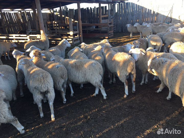 Бараны Дорперы 50