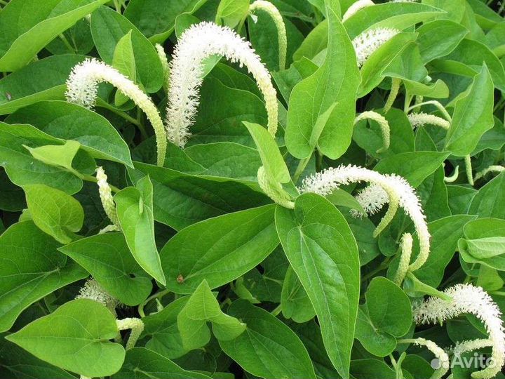 Прудовая редкость заурурус