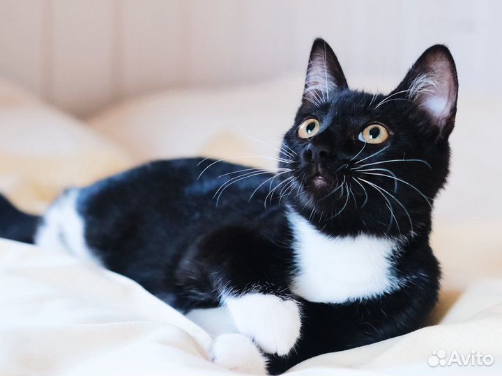Очень умный, добрый чёрно-белый котёнок 4 мес