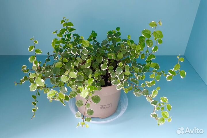 Фикус Пумила White sunny