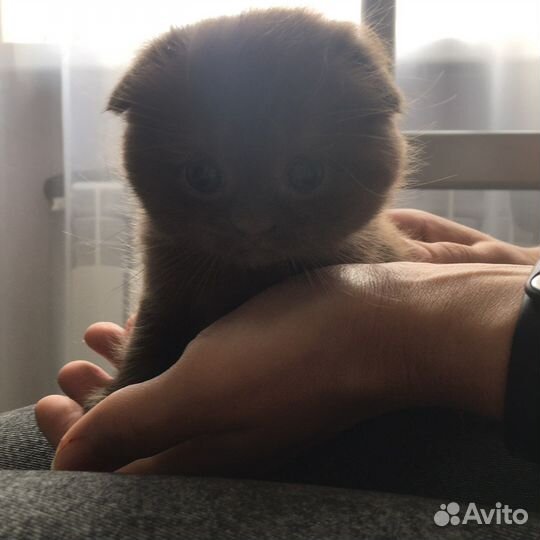 Шотландские котята вислоухие