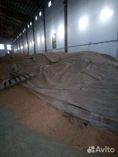 Озимая пшеница