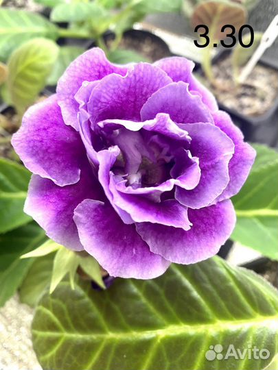 Глоксиния махровая зацветающая