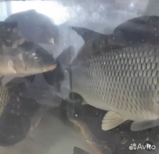 Аквариум для живой рыбы