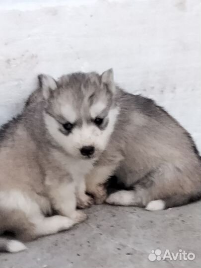 Сибирский хаски