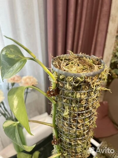 Опора для растений, тотем из мха