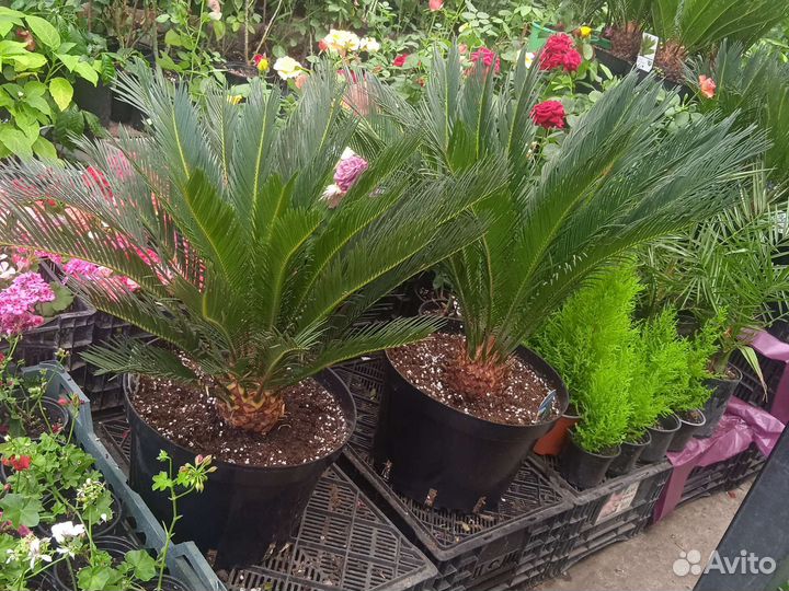 Сановник (цикас)