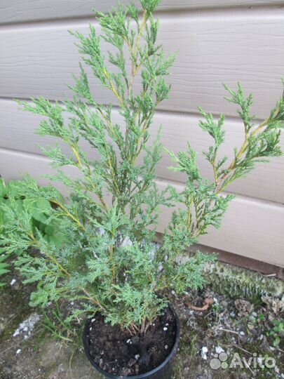 Можжевельник казацкий