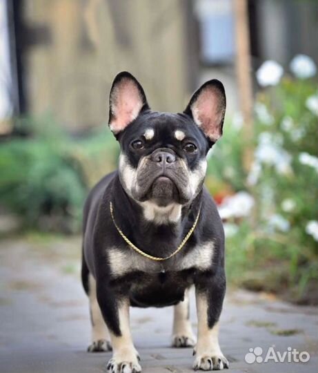 Французский бульдог щенки