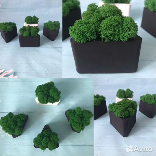 Кашпо со стабилизированным мхом