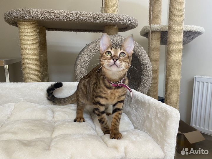 Алк кошечка ф2 Верона