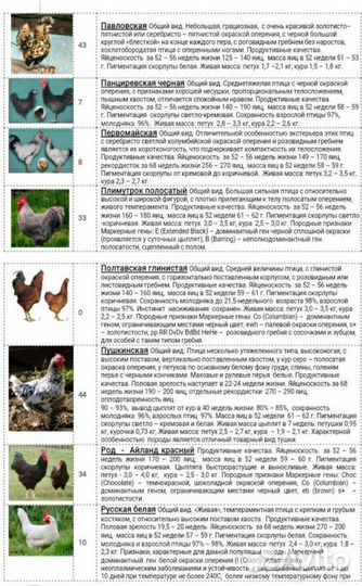 Инкубационное яйцо породной птицы из Генофонда