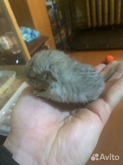 Шиншилла девочка