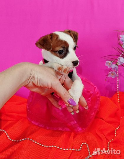 Любимчики - девочки Джек рассела