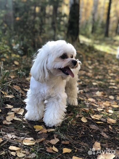 Кобель Мальтезе для вязки