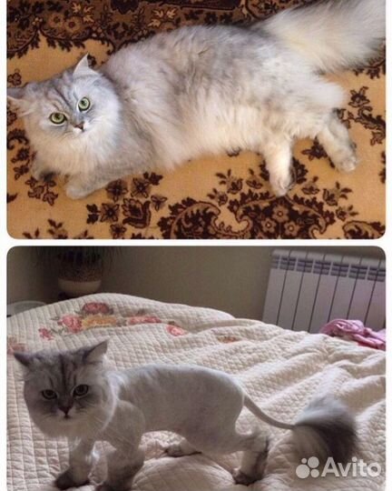 Стрижка кошек