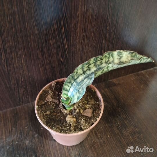 Сансевиерия сортовая